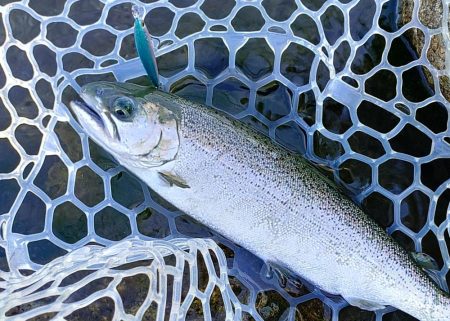 10/23　でっかいロックトラウトをキャッチ！ ～フィッシングパーク高島の泉～